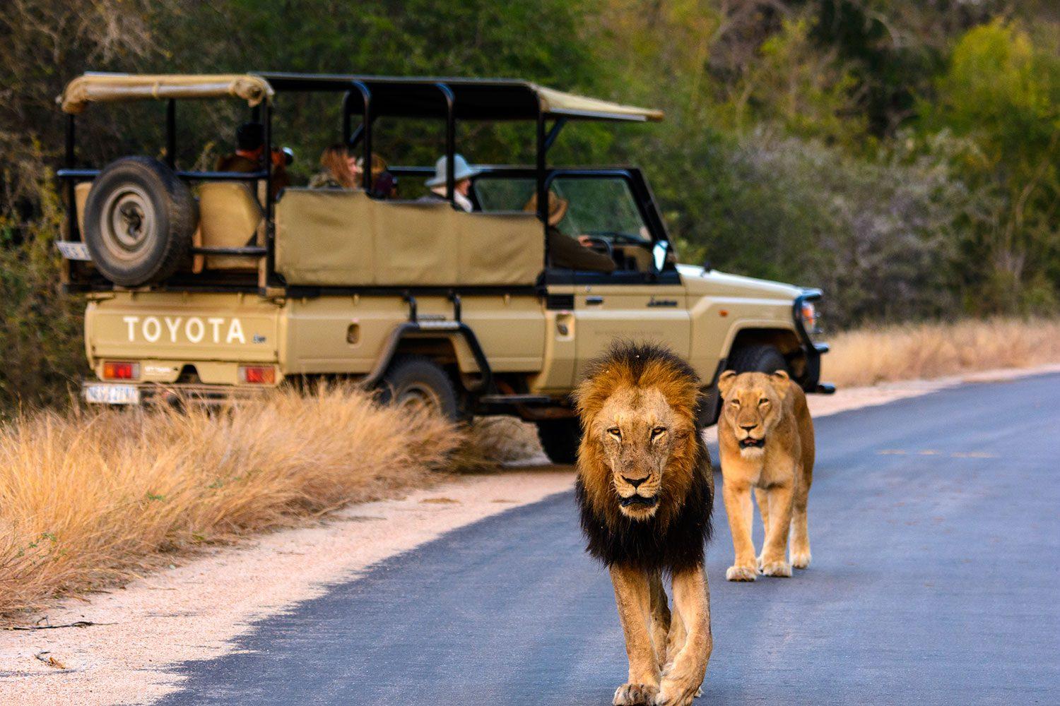 South Africa wildlife and landscape